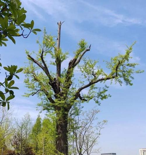 正妹物语叶莺飞攻略（倾听她的心声，赢得她的芳心，揭秘叶莺飞的独特魅力！）